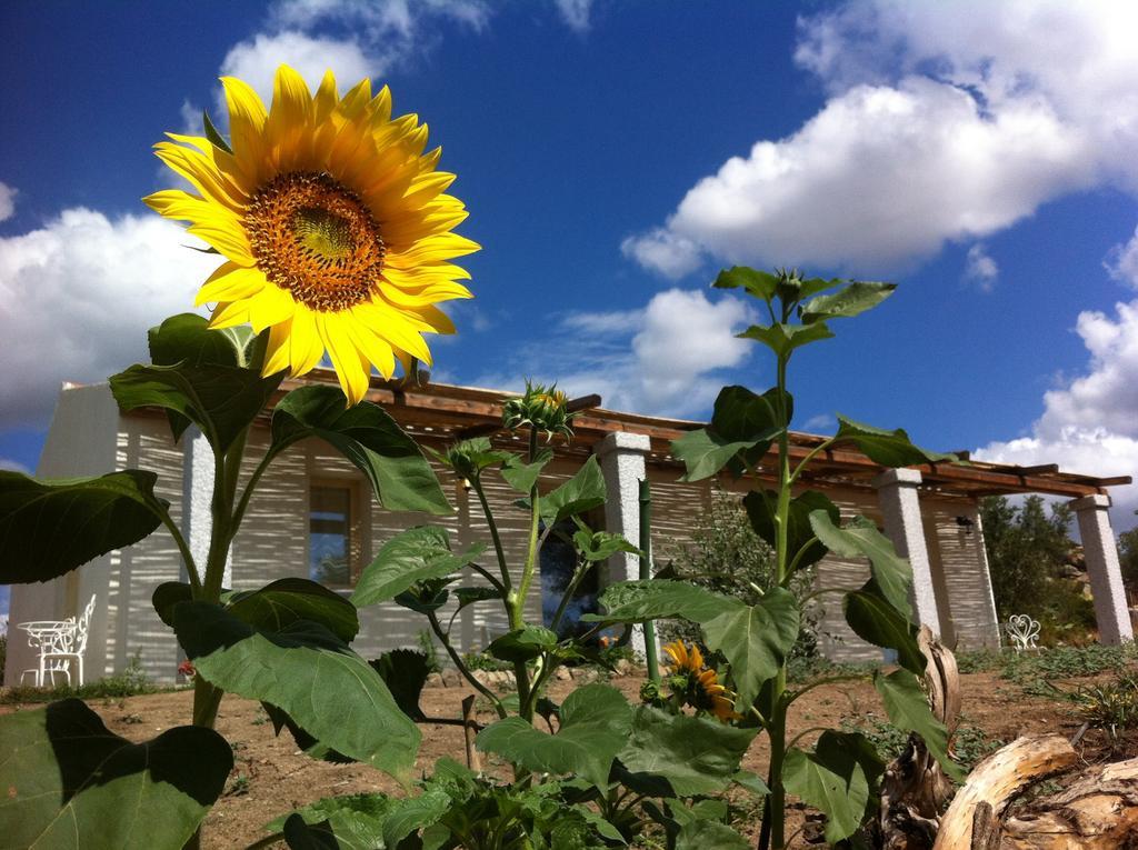 Nacchinono Bed & Breakfast ออลเบีย ภายนอก รูปภาพ